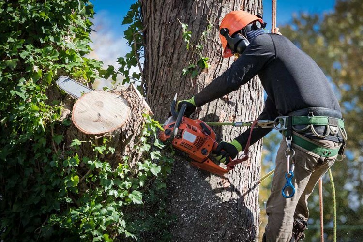 Expert Tree Care Services at Fort Collins: Your Go-To Diamond Tree Company