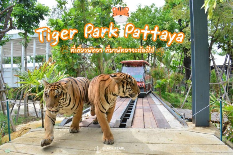 Discounted Ticket Tiger Park Pattaya: Your Ultimate Wildlife Adventure with Unbeatable Ticket Deals