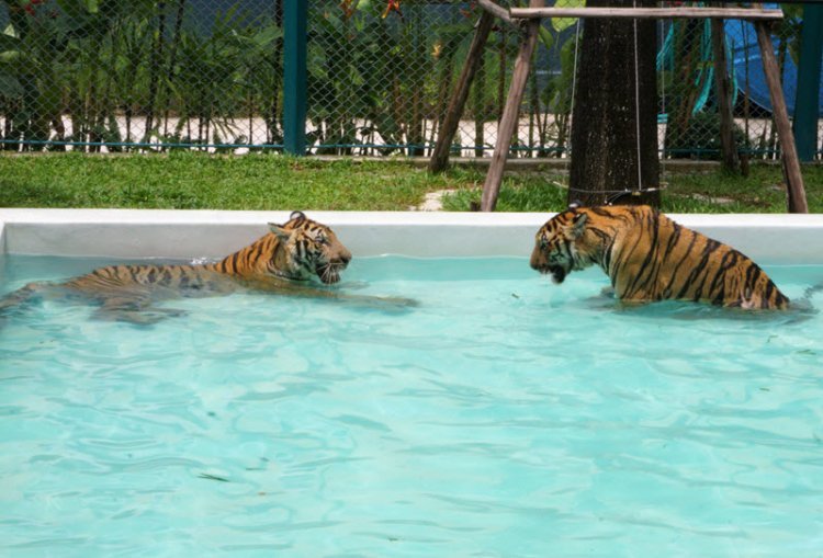 Discounted Ticket Tiger Park Pattaya: Your Ultimate Wildlife Adventure with Unbeatable Ticket Deals