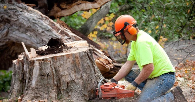 Seasonal Tree Care: What You Need to Know