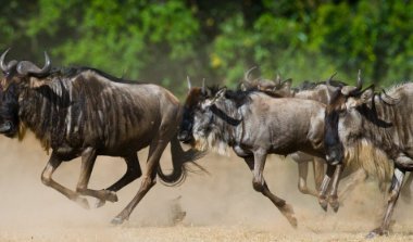 Wildlife Conservation and Masai Mara Tour Packages: Travel with Purpose