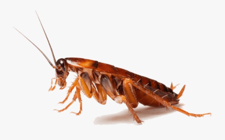 7 Tips for Cockroach Control London Ontario