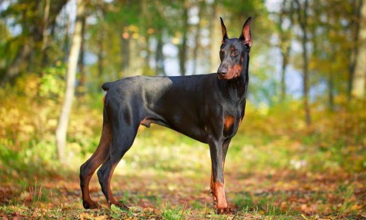 Dobermans Uncovered: A Quick Guide