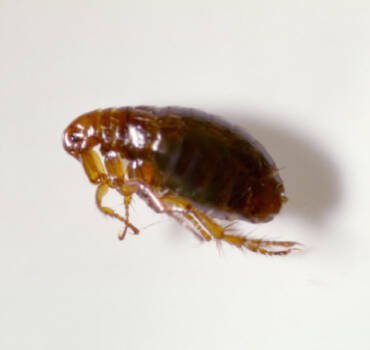 6 Signs You Need Bed Bug Control in Stratford