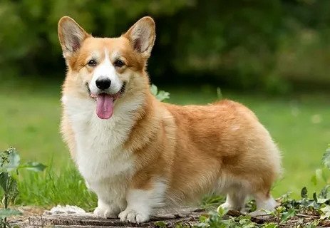 Welsh Corgi Fluffies for Sale: What Makes These Pups So Special