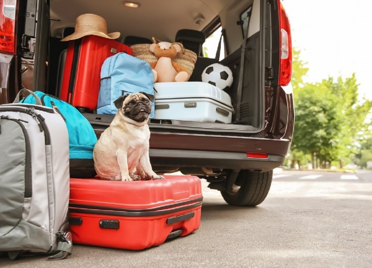 Everything You Need To Know Before Air Travel For Pets