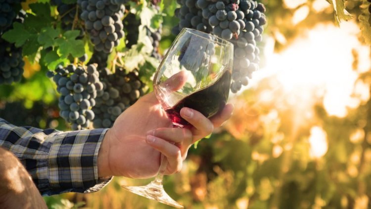 How Organic Wine Brands Are Changing the Wine Industry