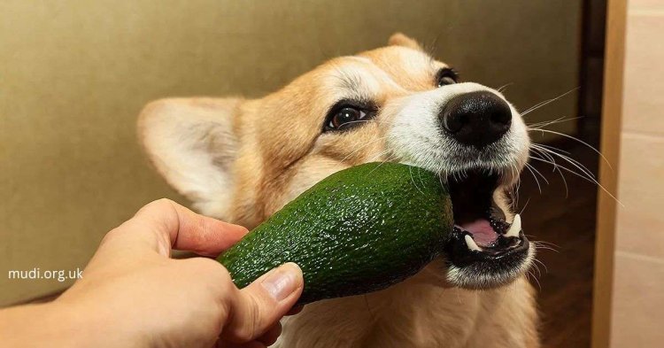 Can Dogs Eat Avocados? The Complete Guide for Dog Owners