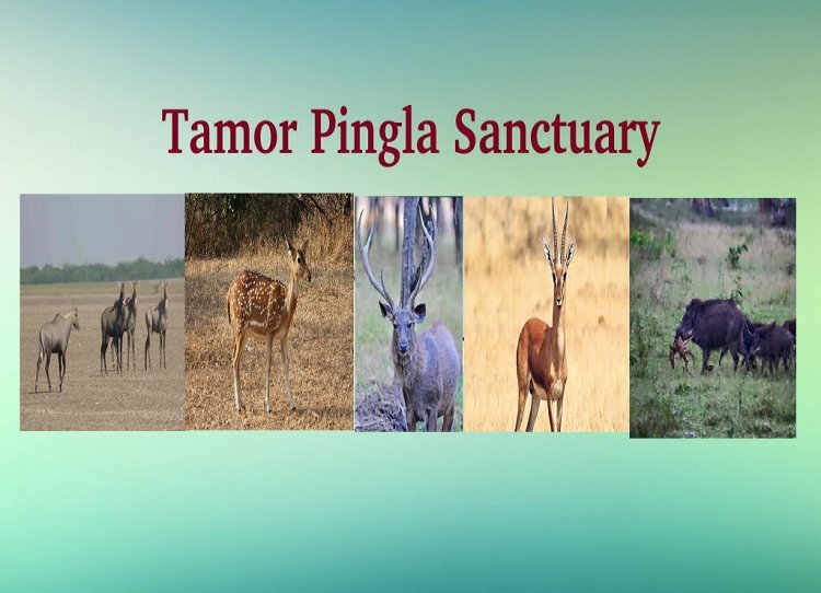 Discover the Rich Biodiversity of Tamor Pingla Wildlife Sanctuary: A Hidden Gem