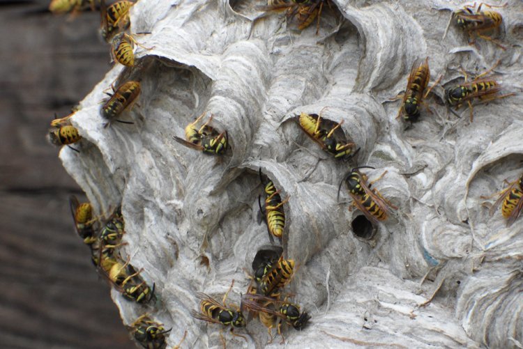 Professional Wasp Control Maple Ridge – Keep Your Home Safe