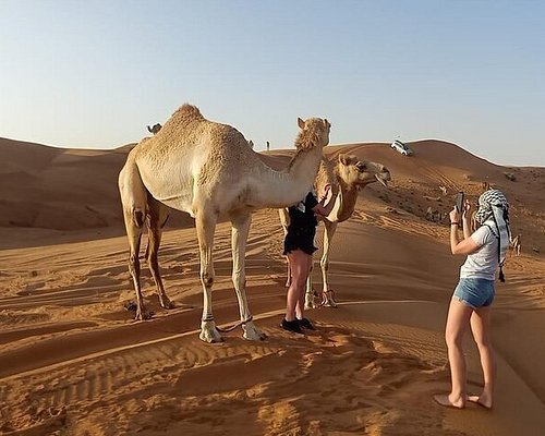 Book the Best Desert Safari in Al Ain – Thrilling Dune Bashing & More