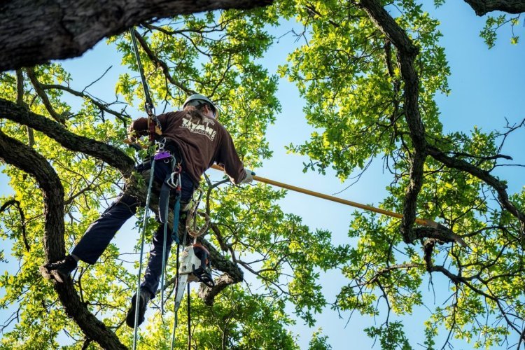 Arbor Care Tree Service: Transforming Landscapes with Professional Tree Care