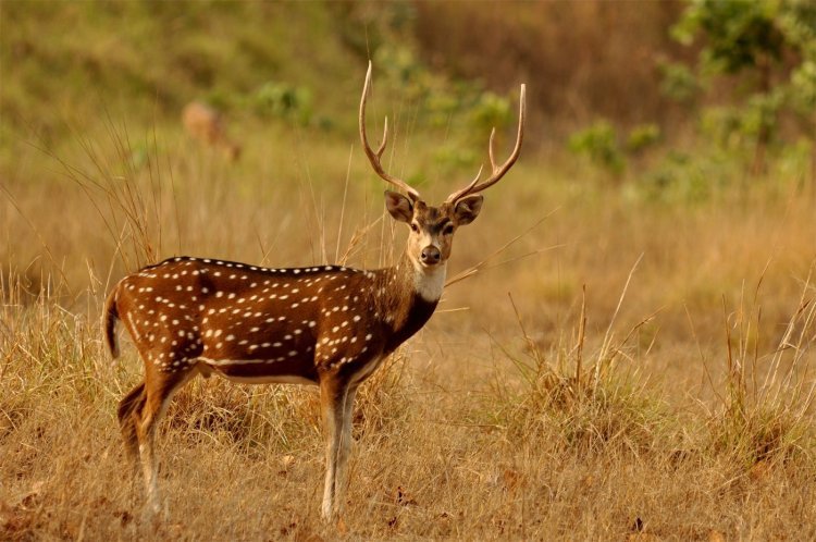 Best Time to Visit Gir National Park: A Complete Guide