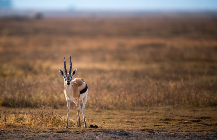 Gir National Park Wildlife Tour: A Complete Guide