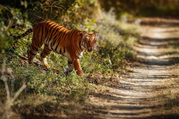 Gir National Park Tour – A Complete Guide for Wildlife Lovers